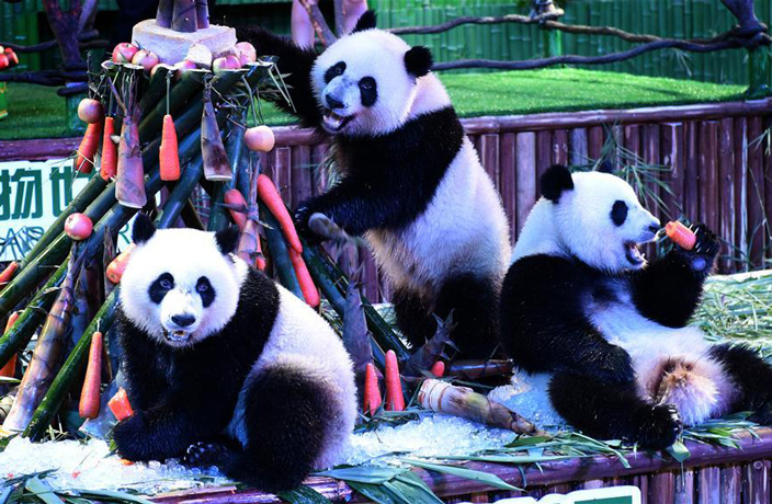 PHOTOS: China's Panda Triplets Celebrate 2nd Birthday