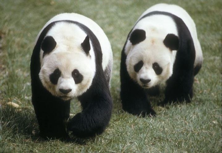 This Day in History: Nixon-Mao Diplomacy Pandas Debut in US Zoo – That's  Beijing