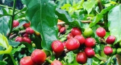 FREE! Guangdong Coffee: The Uncharted Flavor Frontier