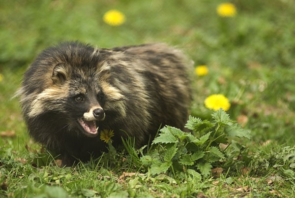 Meet the Siberian Weasel, China's Urban Rat Catcher – That's Shanghai