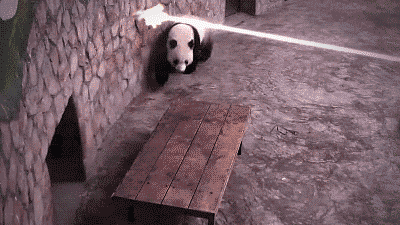 Action Star Panda' is our new favorite GIF –